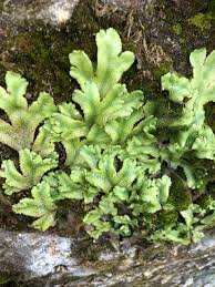 Attēlu rezultāti vaicājumam “Conocephalum salebrosum”