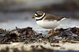 Attēlu rezultāti vaicājumam “Charadrius hiaticula”