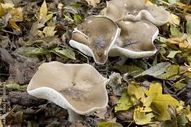 Attēlu rezultāti vaicājumam “Clitocybe nebularis”