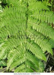 Attēlu rezultāti vaicājumam “Pteropsida”