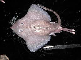 Image result for Bathyraja brachyurops