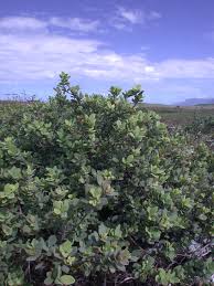 Attēlu rezultāti vaicājumam “Exobasidium uvae-ursi”