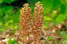 Attēlu rezultāti vaicājumam “Neottia nidus-avis”