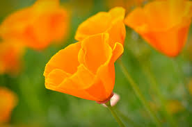 Attēlu rezultāti vaicājumam “Eschscholzia californica flower”