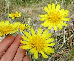 Attēlu rezultāti vaicājumam “Tragopogon heterospermus”