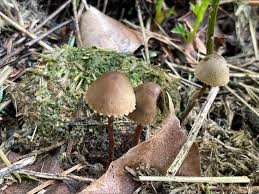 Attēlu rezultāti vaicājumam “Panaeolus papilionaceus”