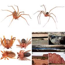 Attēlu rezultāti vaicājumam “Arachnida”