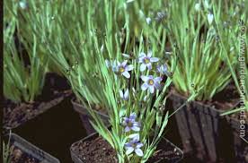 Attēlu rezultāti vaicājumam “Sisyrinchium montanum”