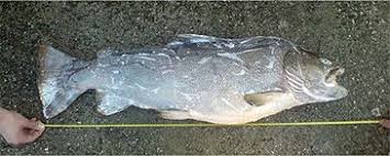 Image result for Salmo dentex