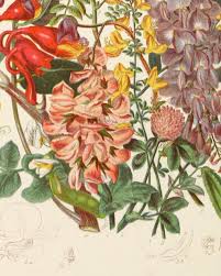 Attēlu rezultāti vaicājumam “Leguminosae”