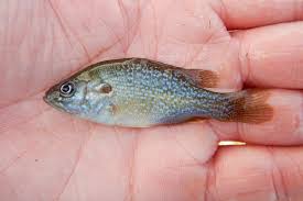 Image result for Lepomis cyanellus