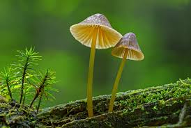 Attēlu rezultāti vaicājumam “Mycena renati”