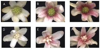Attēlu rezultāti vaicājumam “Schisandra chinensis flower”