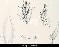 Attēlu rezultāti vaicājumam “Pleuridium subulatum sporophyte”