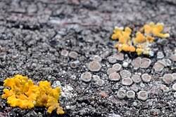 Attēlu rezultāti vaicājumam “Lecanora albella”