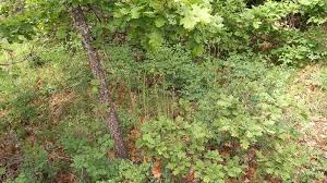 Attēlu rezultāti vaicājumam “Arabis glabra leaf”