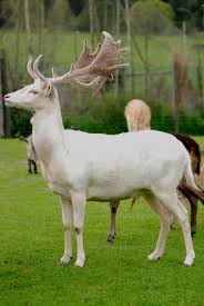 Attēlu rezultāti vaicājumam “Dama dama”