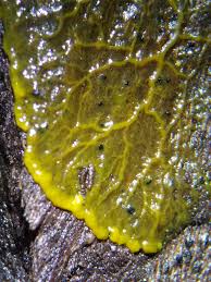 Attēlu rezultāti vaicājumam “Ophiotheca chrysosperma spores”