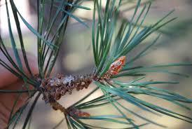 Attēlu rezultāti vaicājumam “Pinus sylvestris leaf”