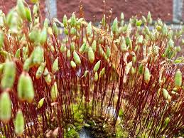 Attēlu rezultāti vaicājumam “Sphagnum austinii sporophyte”