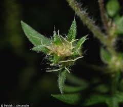 Attēlu rezultāti vaicājumam “Ambrosia artemisiifolia bud”
