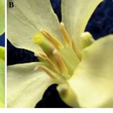 Attēlu rezultāti vaicājumam “Diplotaxis muralis flower”