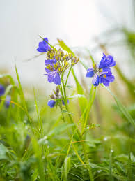 Attēlu rezultāti vaicājumam “Polemonium caeruleum bud”