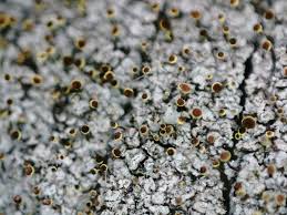 Attēlu rezultāti vaicājumam “Chaenotheca phaeocephala”