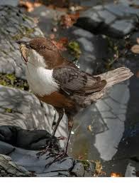 Attēlu rezultāti vaicājumam “Cinclus cinclus adult”