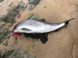 Image result for Phocoena phocoena