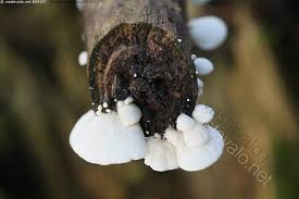 Attēlu rezultāti vaicājumam “Crepidotus versutus”