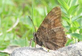 Attēlu rezultāti vaicājumam “Nymphalis polychloros upperside”