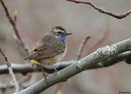 Attēlu rezultāti vaicājumam “Luscinia svecica adult”