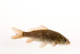 Image result for Cyprinus carpio