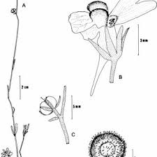 Attēlu rezultāti vaicājumam “Linaria loeselii fruit”