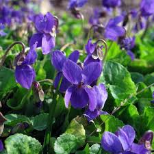 Image result for Viola odorata