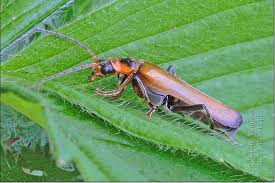 Attēlu rezultāti vaicājumam “Cantharis figurata”