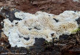 Attēlu rezultāti vaicājumam “Ceriporiopsis resinascens”