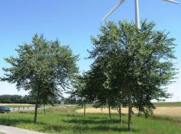 Attēlu rezultāti vaicājumam “Ulmus x hollandica”