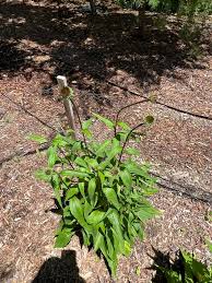 Attēlu rezultāti vaicājumam “Echinacea purpurea bud”
