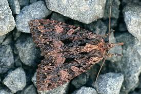 Attēlu rezultāti vaicājumam “Mniotype satura”