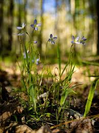 Attēlu rezultāti vaicājumam “Collaria rubens stalked”