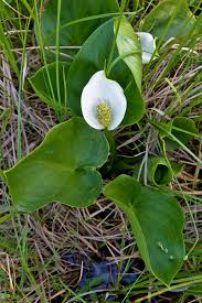 Attēlu rezultāti vaicājumam “Calla palustris flower”