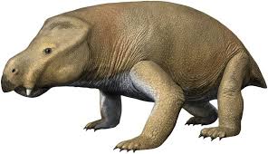 Attēlu rezultāti vaicājumam “Diderma roanense”