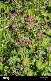 Image result for Geum rivale