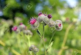 Attēlu rezultāti vaicājumam “Arctium tomentosum flower”