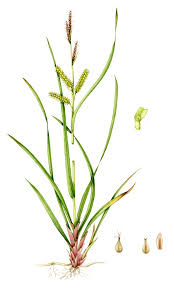 Attēlu rezultāti vaicājumam “Carex dioica male flower”