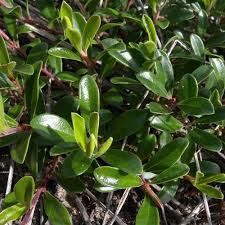 Attēlu rezultāti vaicājumam “Arctostaphylos uva-ursi leaf”