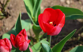 Attēlu rezultāti vaicājumam “Tulipa gesneriana”