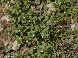 Attēlu rezultāti vaicājumam “Veronica agrestis leaf”